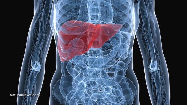 liver
